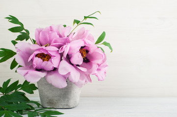 Peonies flowers on white background