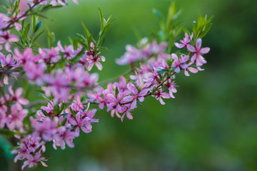 Spring, flowering trees