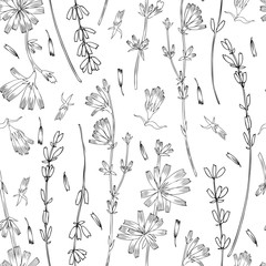 Seamless floral vector pattern, Chicory, Lavender flower hand drawn colorful illustration, doodle ink sketch isolated on white, medical endive plant,decorative background for greeting card, wedding