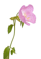 Bright pink and yellow flower of an evening primrose isolated against white