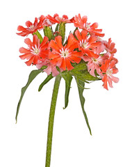 Bright salmon-colored flowers of Maltese cross isolated against white