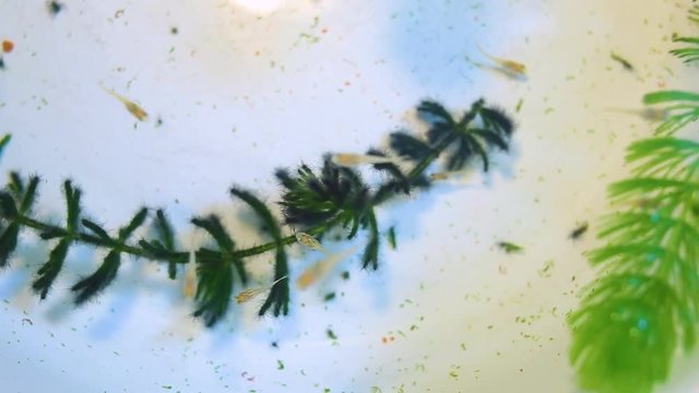 Closeup top view video of many small babies of guppy fish. Tiny one month old home aquarium fish swimming in water cheerfully and eating green water-plants. Breed of guppie is red blond.