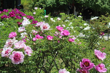 China's National Flower, Peony Pink and White