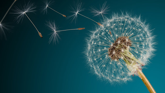Fototapeta Close-up of dandelion seeds on blue natural background