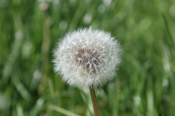 Dandelion