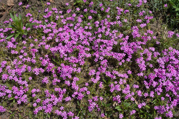 Obraz premium Flowering cushion of Phlox subulata in spring