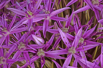 Purple flowers of ornamental onion hybrid Globemaster fill the frame