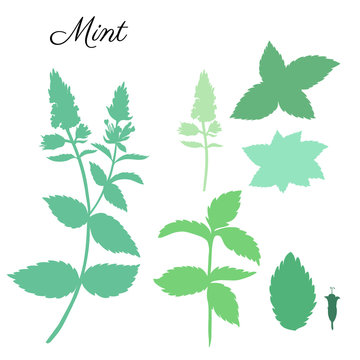Mint leaves, peppermint buds isolated on white background, Hand drawn vector floral silhouette, spicy kitchen green herb, Doodle cooking ingredient for design package herbal tea, cosmetics, medicine
