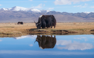 Black yak