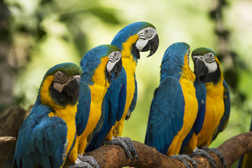 Closeup parrot bird,blue and gold macaw