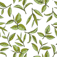 Fototapety  wzór z zieloną herbatą, ręcznie rysowanymi liśćmi i gałązkami herbaty