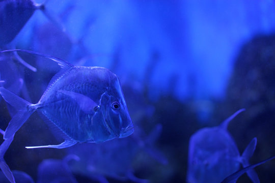 Selena Vomer Fish In Aquarium