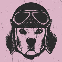 Portrait of Beagle with Vintage Helmet. Vector