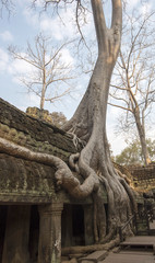 temple in jungle with trees