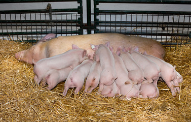 Piglets suckling sow