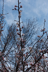 Vertical branch of apricot with buds and pinkish flowers against the sky