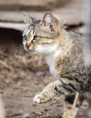 Cat walks on nature in the spring
