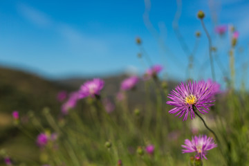 Purple wild flowers, blue sky