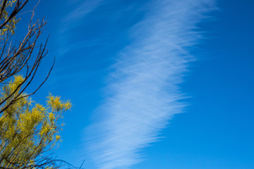 Forsythia, Strange cloud formation