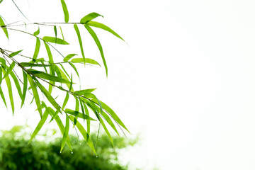 Obraz premium Bamboo leaves with water drops.