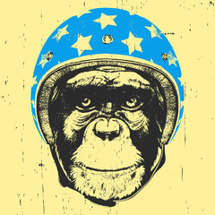 Portrait of Monkey with Helmet. Vector
