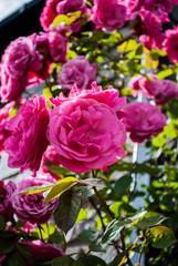 Fototapeta na wymiar Pink Climbing Roses in full bloom