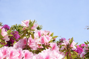 Japanese azalea