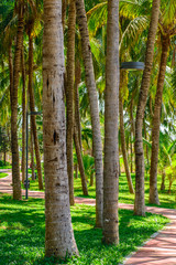 Fototapeta premium coconut palm trees near the beach