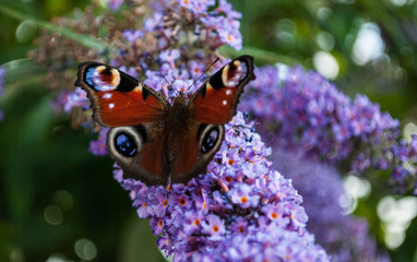 Peacock Butterfly on Lilac