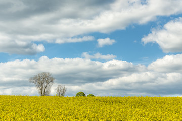 Large field planted with yellow raps plant and blue sky