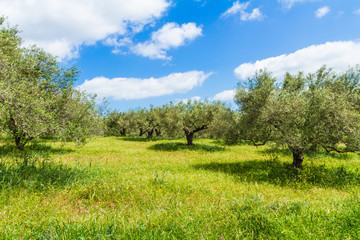 Olive trees grove landscape in the Mediterranean island of Crete, Greece.