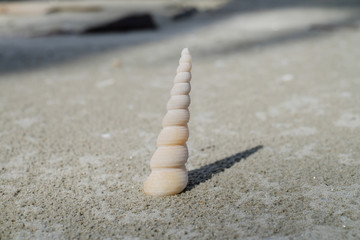 Shells on the sand