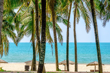 coconut trees on the sunny tropical beach