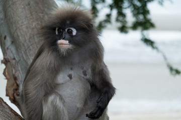Obraz premium Dusky leaf monkey, Dusky langur, Spectacled langur in Prachuap Khiri Khan,Thailan