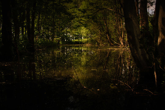 Swamp Night Images – Browse 8,654 Stock Photos, Vectors, and Video | Adobe  Stock