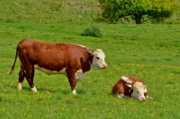 cows on field
