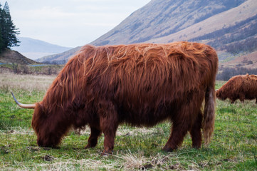 Highland cow grazing