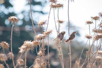 Two sparrows closeup