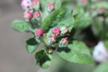 Apple blossom in the spring garden against the blue sky
