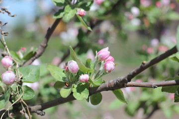 Apple blossom in the spring garden against the blue sky