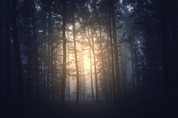 sun in dark gloomy forest morning woods scenery