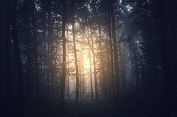 Fototapeta premium sun in dark gloomy forest morning woods scenery