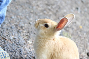 人をみつめるうさぎ