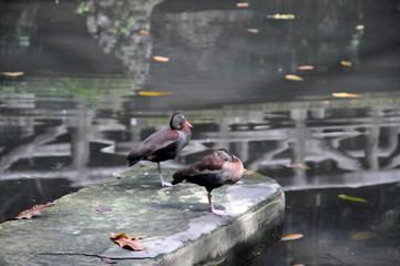 Duck rest