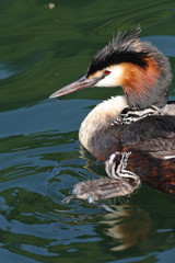 Great crested grebes, Podiceps cristatus, with baby chicks swimming in their natural habitat