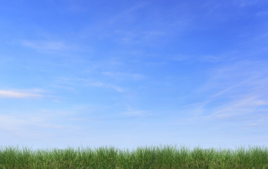 Fototapeta na wymiar Grass isolated against the blue sky.