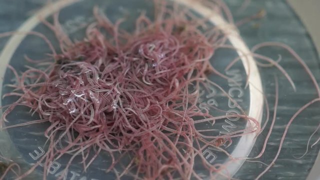 Shrinking ball of tubifex worms 