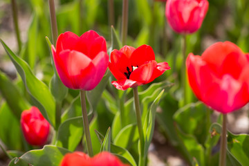 Beautiful red tulips in nature