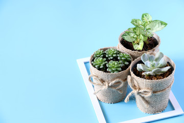 Green cactus In the pot on blue background,copy space, minimal style