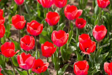 Fototapeta premium Beautiful red tulips in nature